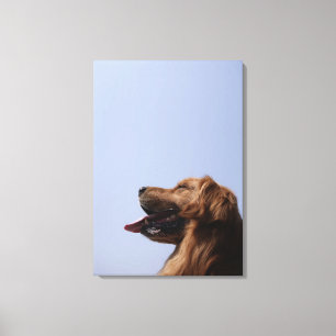 Toile Golden retriever 11