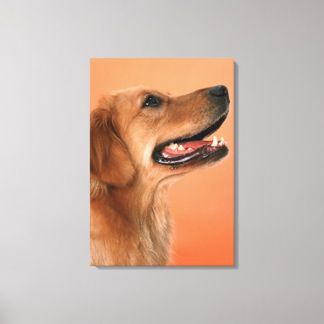 Toile Golden Retriever 5 (Recto)