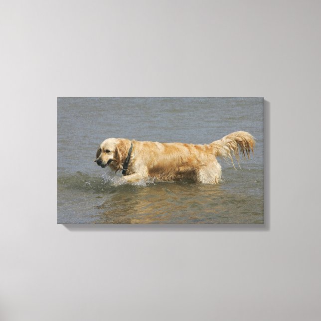 Toile Golden Retriever dans l'eau (Recto)