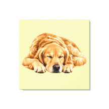 Golden Retriever endormi