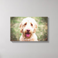 Goldendoodle souriant