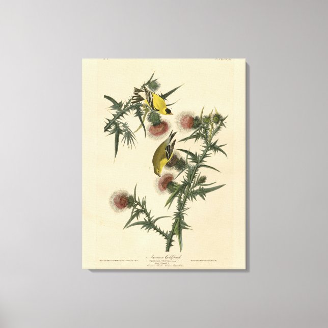 Toile Goldfinch américain d'Audubon's Birds of America (Recto)