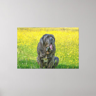 Toile Gorgeous Mastiff