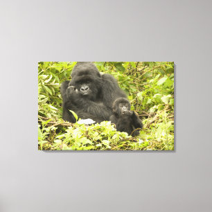 Toile Gorilla de montagne, Gorilla beringei (anciennemen