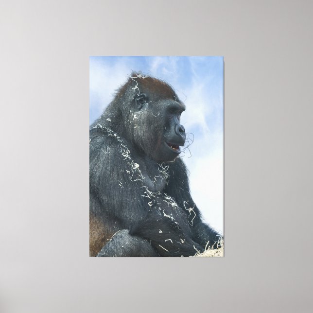 Toile Gorilla devient désagréable (Recto)