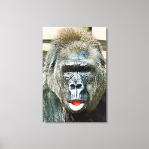 TOILE GORILLA FRAÎCHE