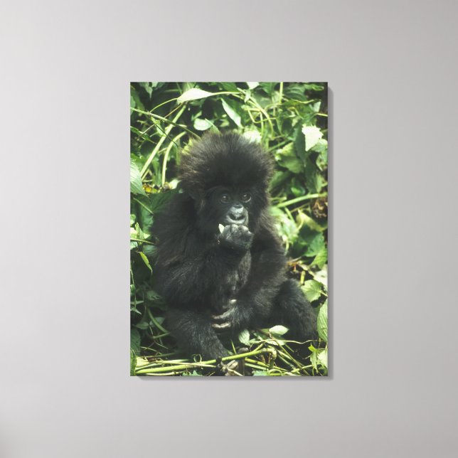 Toile Gorille des montagnes, (Gorilla gorilla beringei), (Recto)