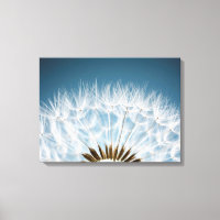 Graines de Dandelion