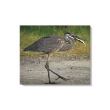 Grand Héron Bleu Tenant Un Poisson