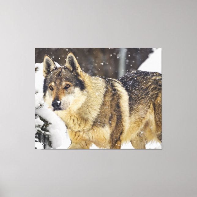 Toile Grand Loup sauvage gris dans la neige (Recto)