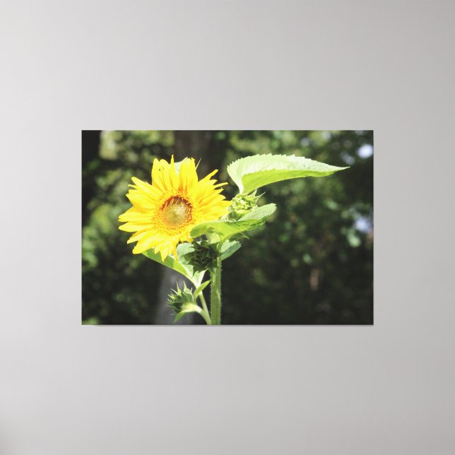 Toile Grand tournesol (Recto)