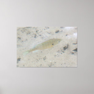 Toile Grande Canvas Poissons