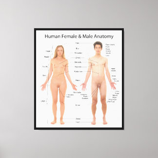 Toile Graphique de l'anatomie de base des femmes et des