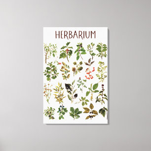 Toile Graphique de plante verte d'herbier vintage