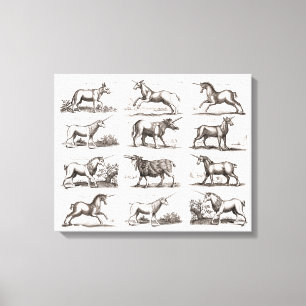 Toile Gravure de licorne antique spécimen de zoologie vi