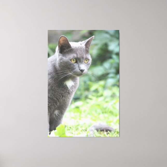 Toile Gray Kitty Chat (Recto)