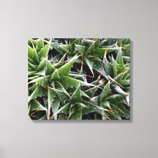 Toile Green succulents fleurs photo décorative (Recto)