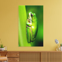 Grenouille à arbre vert sur la roseau Nature Mur d