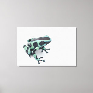 Toile grenouille à bec noire et verte (dendrobates)