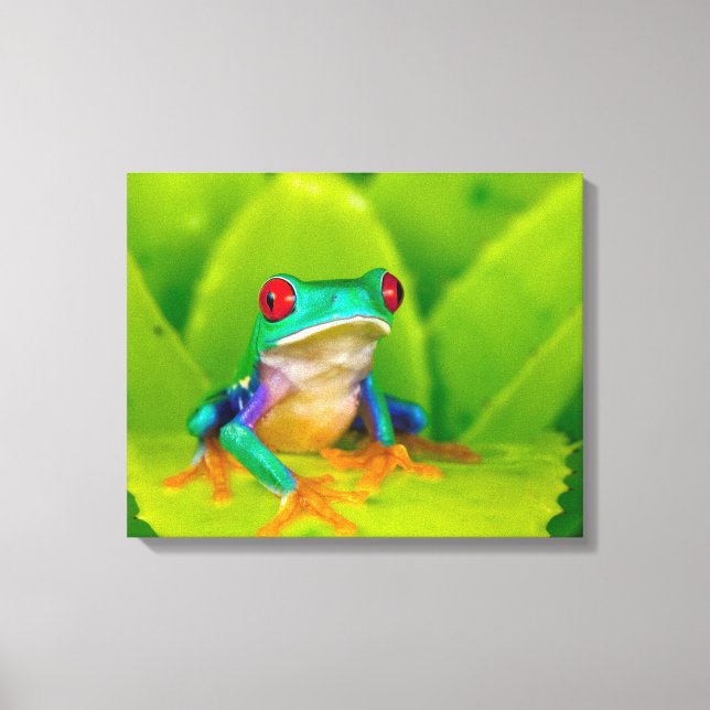 Toile Grenouille aux yeux rouges, Costa Rica (Recto)
