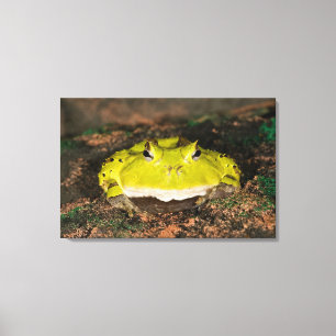 Toile Grenouille cornu du Brésil, Ceratophrys cornuta, 2