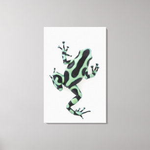 Toile Grenouille noire et verte de dard de poison