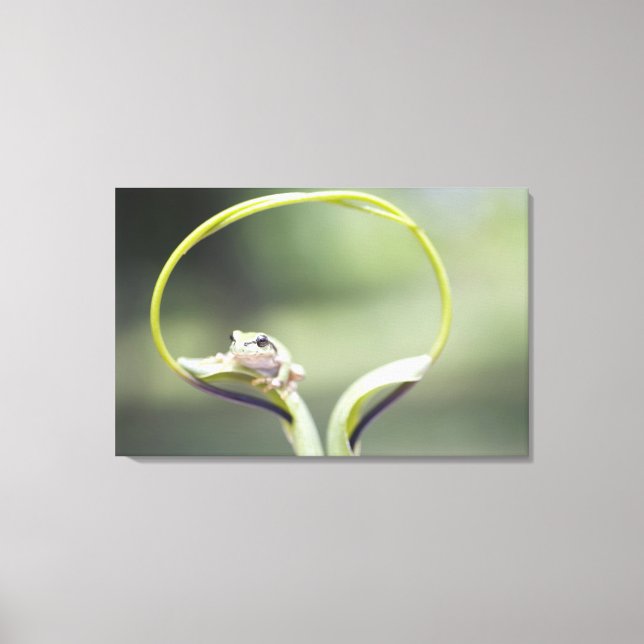 Toile Grenouille sur tige plante, Biei, Hokkaido, Japon (Recto)