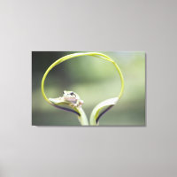Grenouille sur tige plante, Biei, Hokkaido, Japon