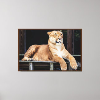 Toile Gros chat