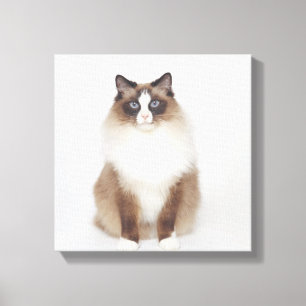 Toile Gros chat Furry