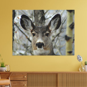 Toile Gros plan de Winter Mule Deer