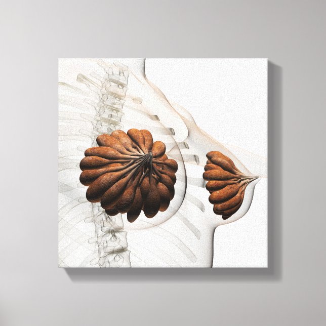 Toile Gros Plan Des Marais Mammaires Féminins (Recto)