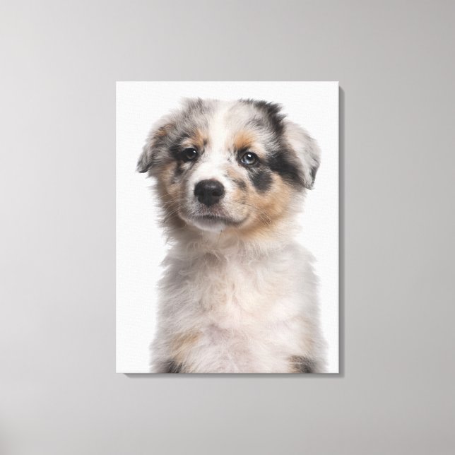 Toile Gros plan du chiot de Blue Merle Australian Shephe (Recto)