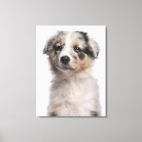 Gros plan du chiot de Blue Merle Australian Shephe