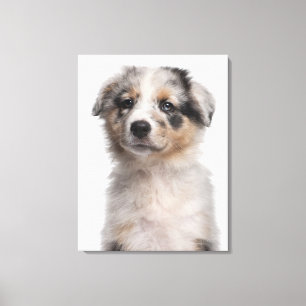 Toile Gros plan du chiot de Blue Merle Australian Shephe
