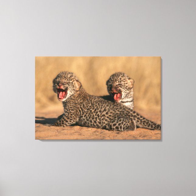 Toile Gros Plan Du Nouveau Léopard (Panthera Pardus) (Recto)