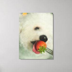 Toile Gros plan d'une Bichon Frise mangeant une fraise