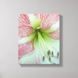 Toile gros plan d'une fleur ouverte rouge et blanche Ama