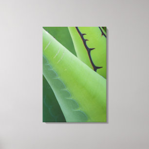 Toile Gros Plan Sur Agave