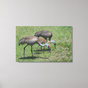 Toile Grues de Floride marchant dans un champ vert