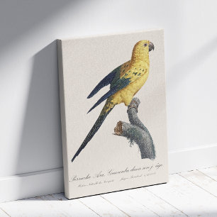 Toile Guarouba dans fils jeune âge / Sun parakeet