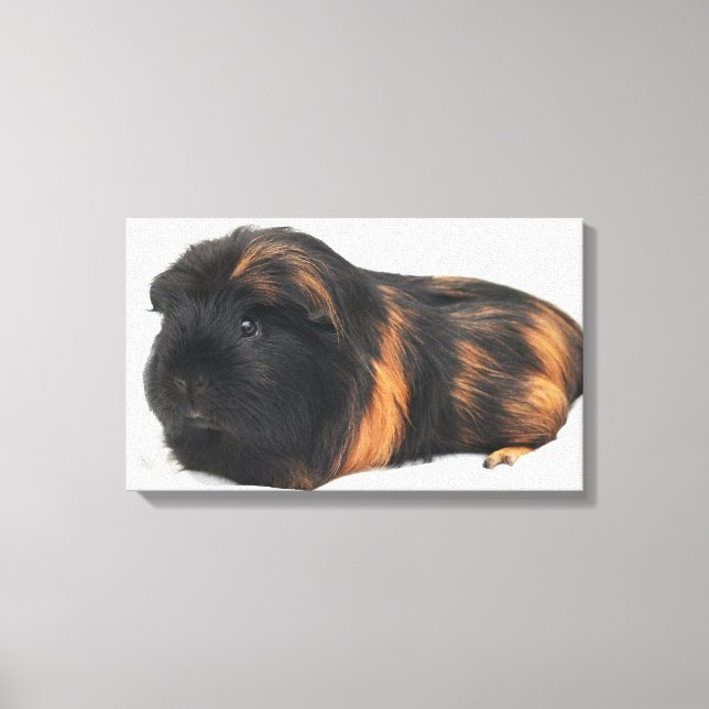 Toile Guinea Pig (Recto)