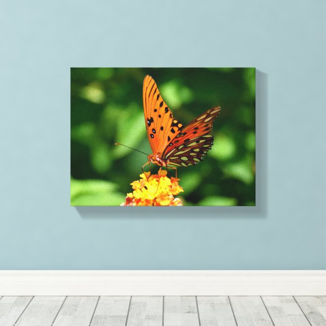 Toile Gulf fritillary Butterfly Stretched Canvas Print (Insitu (Plancher de Bois))