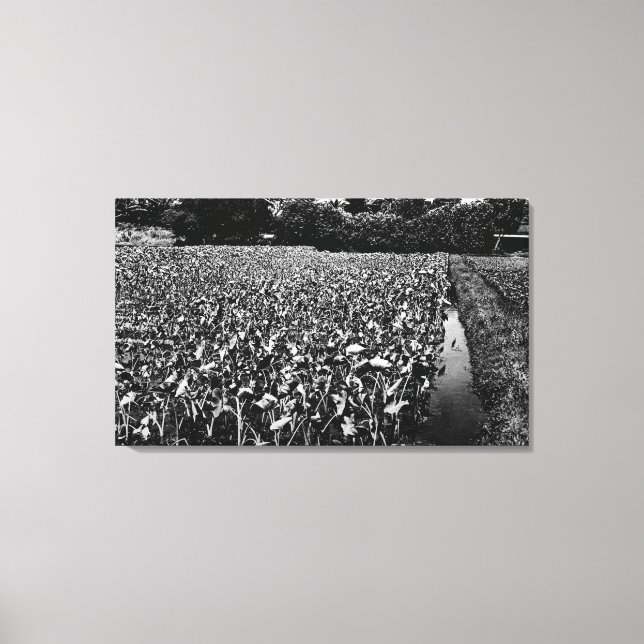 Toile Hawaiian IslandsTaro Field PhotoHawaii (Recto)