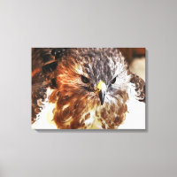HAWK