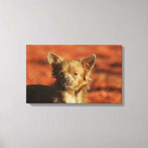 Toile Headshot de chiot de chiwawa