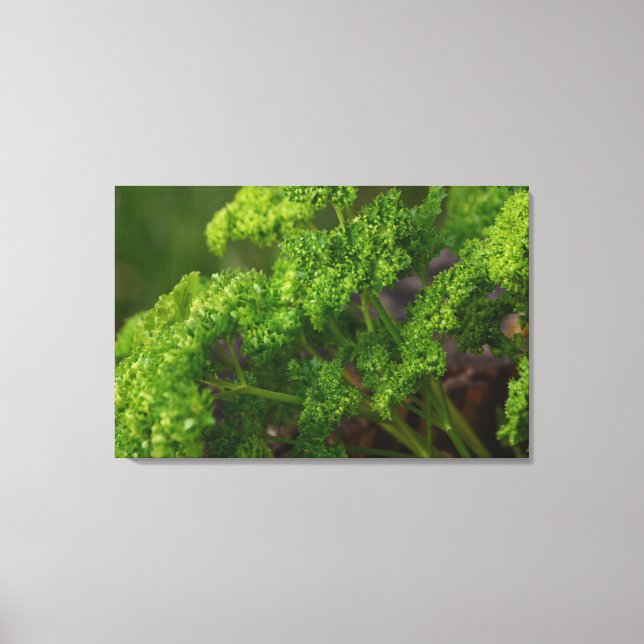 Toile Herbe de persil vert naturel Photo pour la cuisine (Recto)