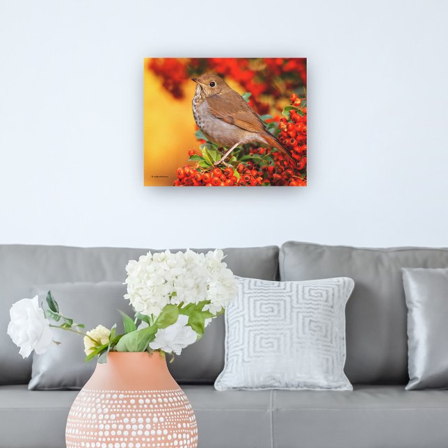 Toile Hermite Thrush Songbird sur l'araignée de feu (Stunning Hermit Thrush Songbird in the Pyracantha Canvas Wrap Cover Photo.)