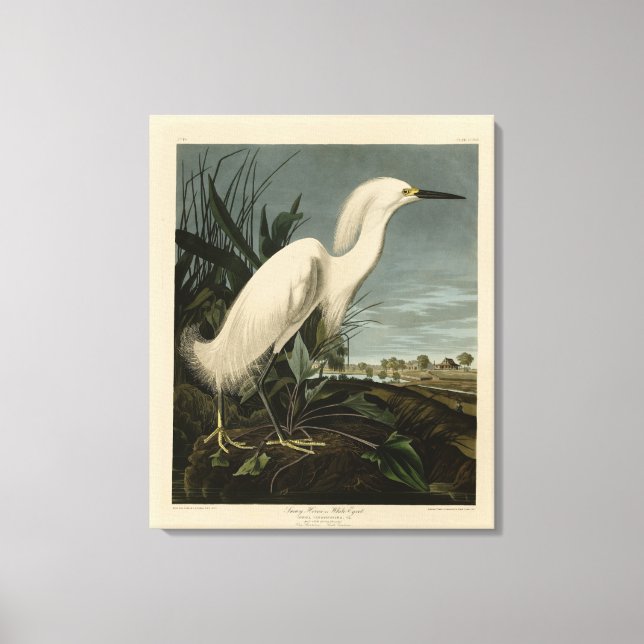 Toile Héron de neige (Egret) - Les oiseaux d'Amérique d' (Recto)