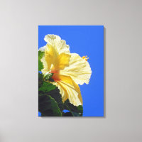 Hibiscus hawaïen